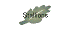 Stallions