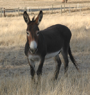 a donkey